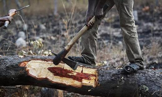 血檀的四個(gè)等級(jí)分類(lèi)