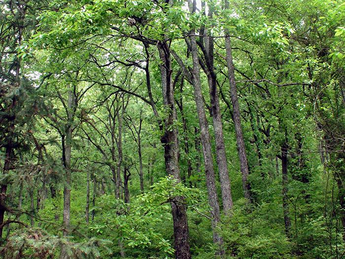 中國：推動森林認證與林業(yè)改革發(fā)展深度融合